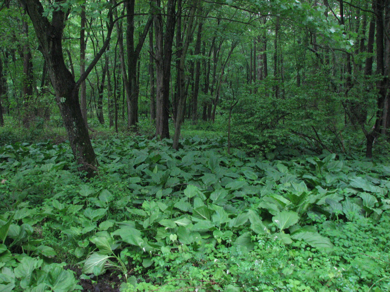 Skunk-cabbage - Golden Saxifrage Seep